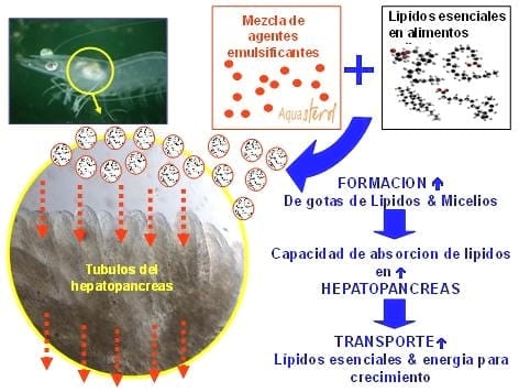 ¿Estamos listos para los alimentos del futuro?. Soluciones a problemas en formulación para camarón - Image 1