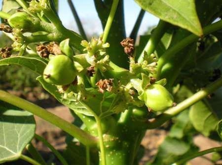 Ensayo de Jatropha Curcas en Córdoba - Image 1