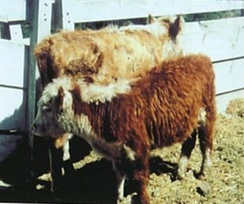 Importancia de los minerales en la producción bovina - Image 1