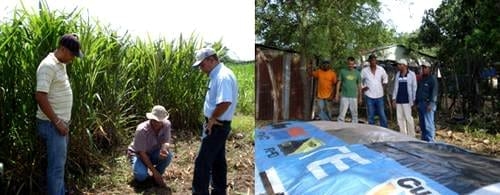 Como Hacer un Programa Forrajero en la Finca - Image 2