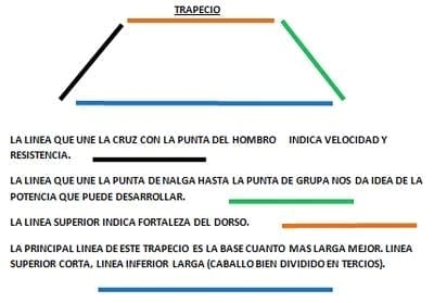Analisis Morfologico Funcional Equino - Image 1