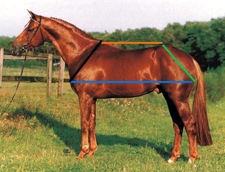 Analisis Morfologico Funcional Equino - Image 2