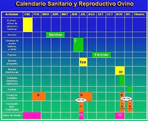 Manejo sanitario y reproductivo de los ovinos - Image 1