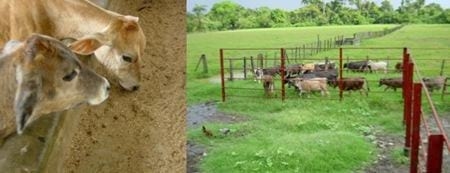 La Ganadería Bovina Doble Propósito, Una alternativa para reducir el déficit lácteo y cárnico en Venezuela? - Image 1