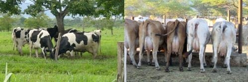 La Ganadería Bovina Doble Propósito, Una alternativa para reducir el déficit lácteo y cárnico en Venezuela? - Image 2