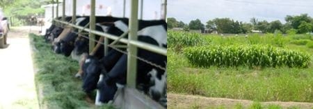 La Ganadería Bovina Doble Propósito, Una alternativa para reducir el déficit lácteo y cárnico en Venezuela? - Image 3