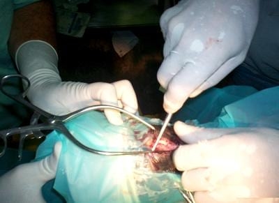 Fractura Proceso Extensor de la tercera falange en equinos - Image 4