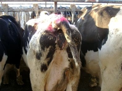 Vacas con metritis y sus consecuencias - Image 1