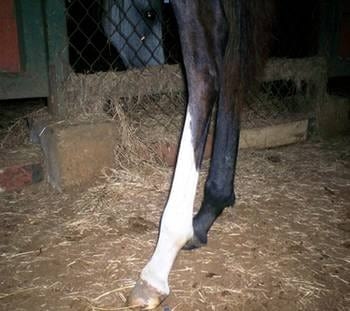 Emballestado en potrillos - Image 6