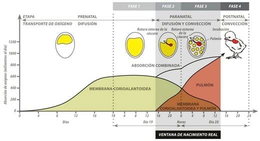 Synchro-Hatch: Incubación máxima, ventana mínima. Maximización de los últimos días - Image 1