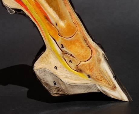 El Navicular, ¿Culpable o Inocente? - Image 1