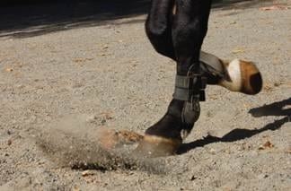 El Navicular, ¿Culpable o Inocente? - Image 3