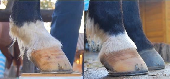 El Navicular, ¿Culpable o Inocente? - Image 5