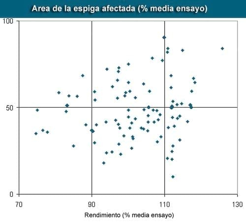 Reacción de cultivares a hongos productores de micotoxinas en maíz - Image 1