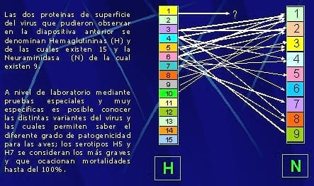 Influenza Aviar: ¿De los Cerdos al Hombre? - Image 1