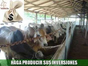 Nutrición Bovina Estratégica: ¿gasto o inversión? - Image 1