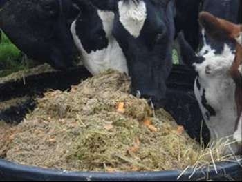 Nutrición Bovina Estratégica: ¿gasto o inversión? - Image 6