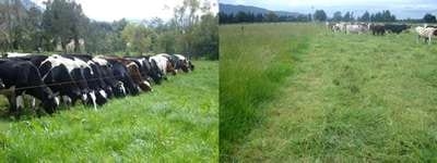 Nutrición Bovina Estratégica: ¿gasto o inversión? - Image 7