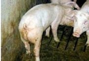 Las Enteropatías Porcinas a Revisión – Disentería Porcina (Parte I) - Image 2