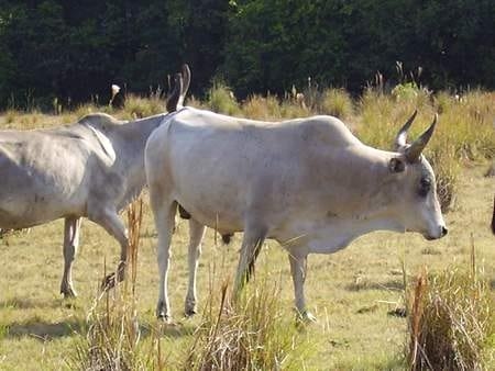 El Ganado Criollo Casanare: Su rescate y conservación - Image 2