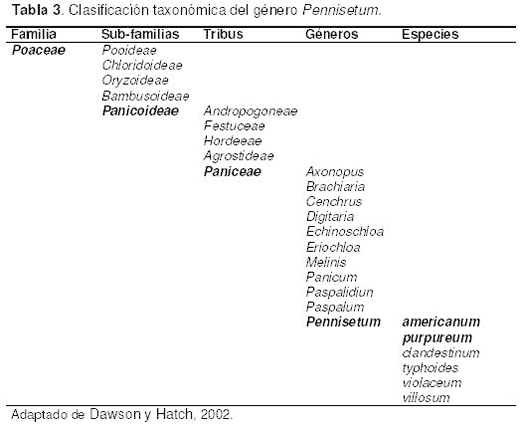 Pasto Maralfalfa: Mitos y Realidades (Parte Primera) - Image 4