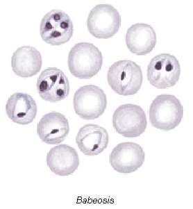 Babesiosis y Anaplasmosis: La Tristeza Bovina - Image 2