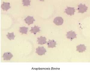 Babesiosis y Anaplasmosis: La Tristeza Bovina - Image 3