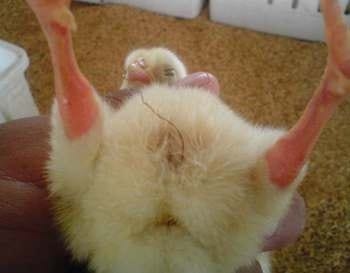 Calidad de Pollito bb afectado desde la incubadora, Caso - Image 7