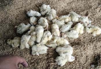 Calidad de Pollito bb afectado desde la incubadora, Caso - Image 13