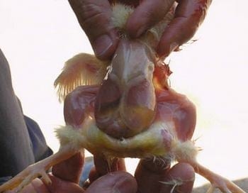 Calidad de Pollito bb afectado desde la incubadora, Caso - Image 21