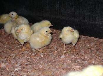 Calidad de Pollito bb afectado desde la incubadora, Caso - Image 16