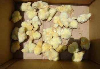 Calidad de Pollito bb afectado desde la incubadora, Caso - Image 17