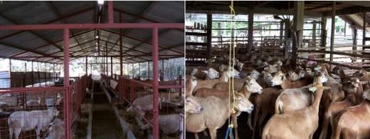 Cambios en el uso del suelo hacia la Ovinocultura en dos municipios del Estado de Veracruz - Image 5