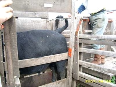 Obtención de muestras para diagnóstico de Tricomoniasis y Campilobacteriosis en toros - Image 1
