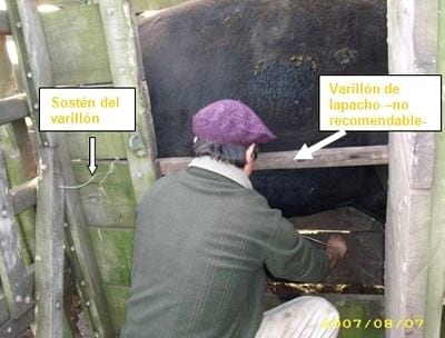 Obtención de muestras para diagnóstico de Tricomoniasis y Campilobacteriosis en toros - Image 2