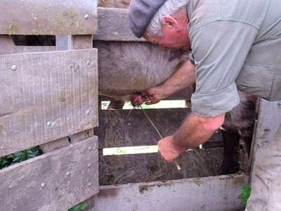 Obtención de muestras para diagnóstico de Tricomoniasis y Campilobacteriosis en toros - Image 3