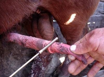 Obtención de muestras para diagnóstico de Tricomoniasis y Campilobacteriosis en toros - Image 4