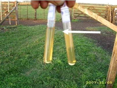 Obtención de muestras para diagnóstico de Tricomoniasis y Campilobacteriosis en toros - Image 5