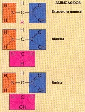 Fin a la Polémica de la Melaza-Urea - Image 1