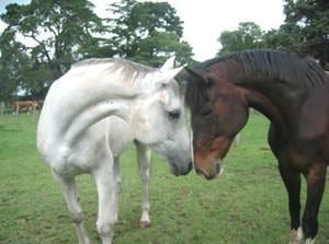 Caballos Homeopatizados - Image 4