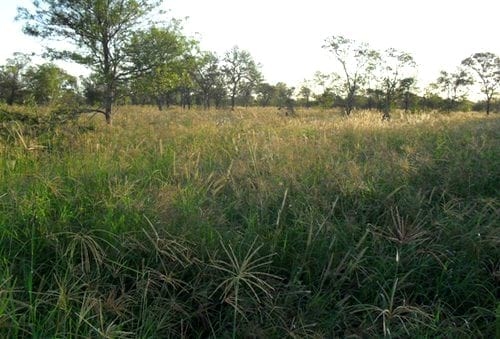 Mejoramiento productivo mediante la implantacion de Grama Rhodes en un campo salino de Santiago del Estero - Image 4