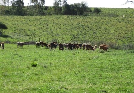 Evaluación de formulaciones de doramectina inyectable en el control de miasis natural por cochliomya hominivorax en bovinos sometidos a castración. - Image 1
