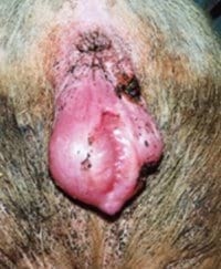 Micotoxinas y sus implicancias en las unidades de desarrollo de lechonas de reemplazo - Image 3