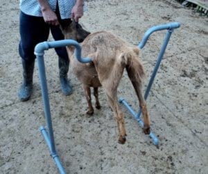 El burrito de Doña Che: Inseminación artificial en cabras - Image 2