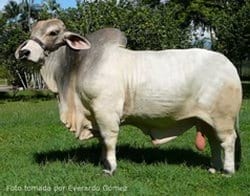 Genotipificación bovina, la huella de ADN de sus animales - Image 1