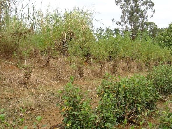 Tolerancia a plagas de las arbustivas forrajeras Morus alba e Hibiscus rosa – sinensis en la Región Húmeda Central de Puerto Rico - Image 5