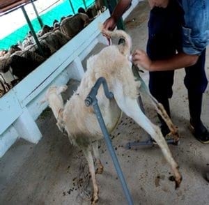 El burrito de Doña Che: Inseminación artificial en cabras - Image 1