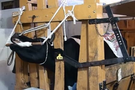 Aumento en la producción de ganado bovino de carne con la utilización de prótesis dentales bovinas - Image 3