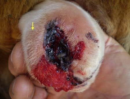 Evaluación de formulaciones de doramectina inyectable en el control de miasis natural por cochliomya hominivorax en bovinos sometidos a castración. - Image 16