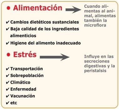 Microflora gastrointestinal y su influencia en el hospedante - Image 3